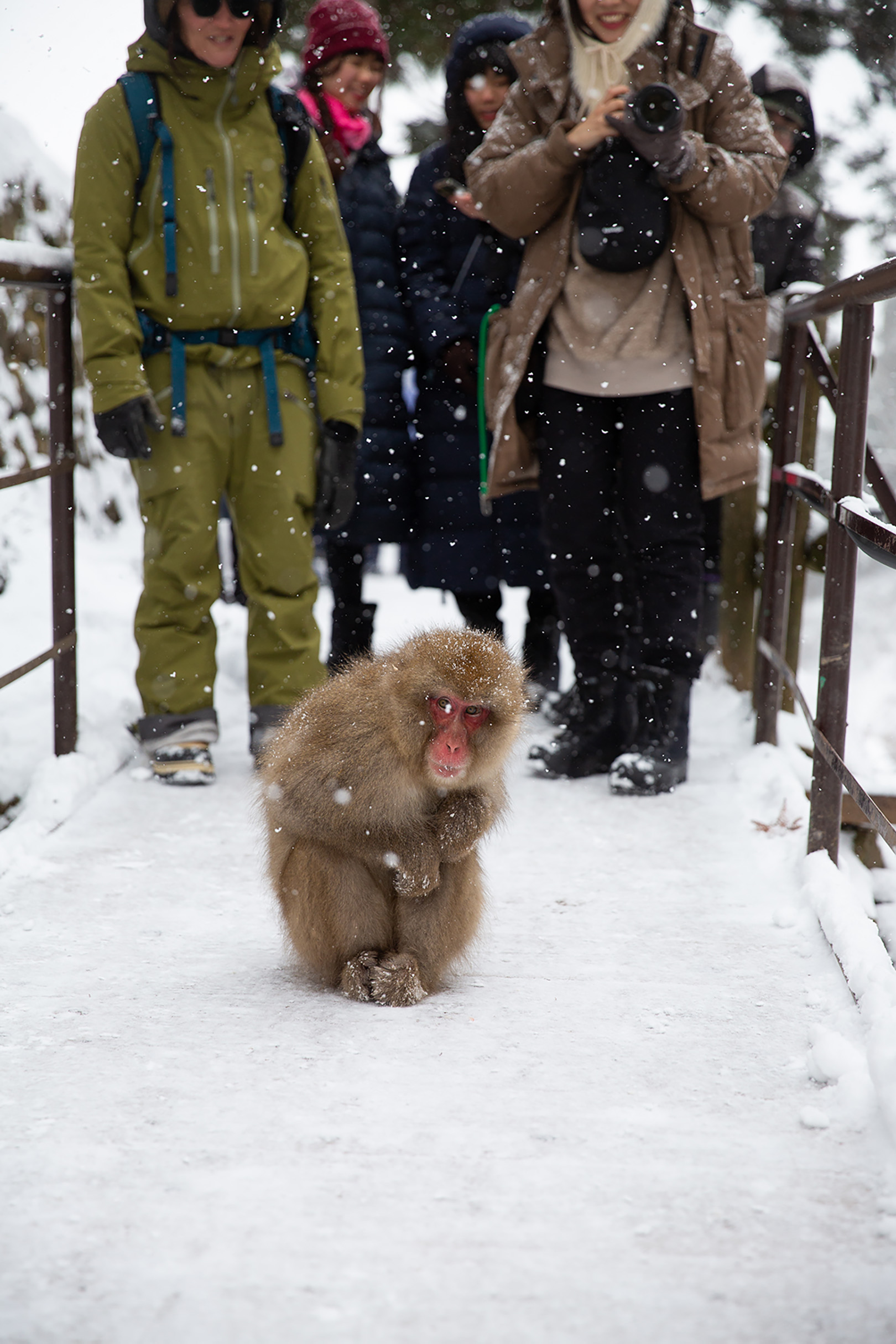 地獄谷野猿公苑